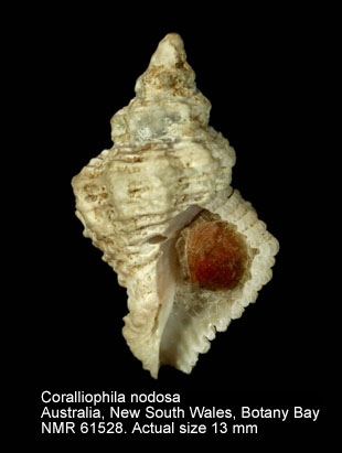 Coralliophila nodosa.jpg - Coralliophila nodosa(A.Adams,1854)